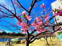 former Nakagawa Kawazu Cherry blossom