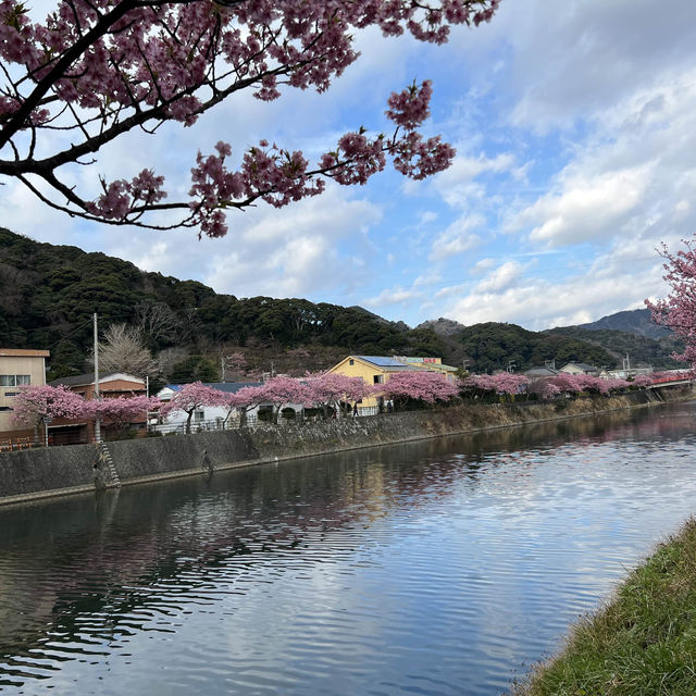 河津町櫻花打卡成功 安靜慢生活