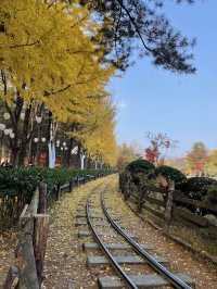 Autumn in Nami Island 🍂 