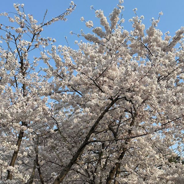 따뜻한 감성 가득한 성북구 봄 데이트 🌸