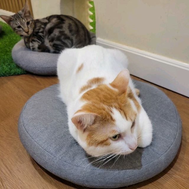 超治癒貓貓Cafe🐱打卡一流