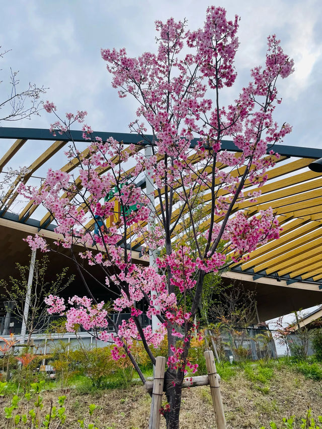 【大阪府】春のてんしばでお花見！