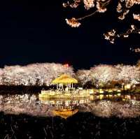 Beautiful Night View of Cherry Blossom 