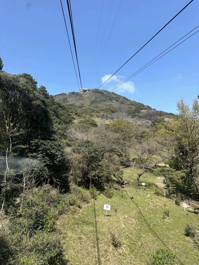 下関の日の山公園が桜の見どころでした！