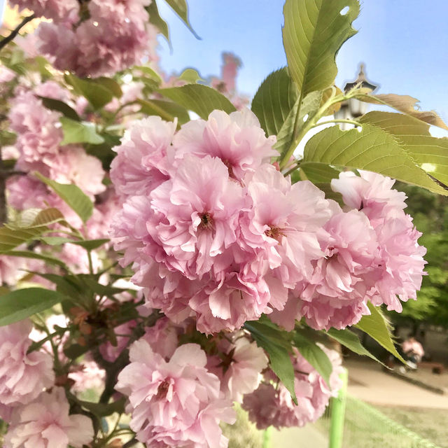 벚꽃 끝났다고 아쉬워 하지마세요😉 겹벚꽃 등장🌸