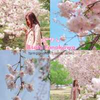 ชมซากุระและวิวสุดปังที่ Asahi Funakawa🌸