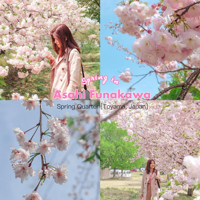 ชมซากุระและวิวสุดปังที่ Asahi Funakawa🌸
