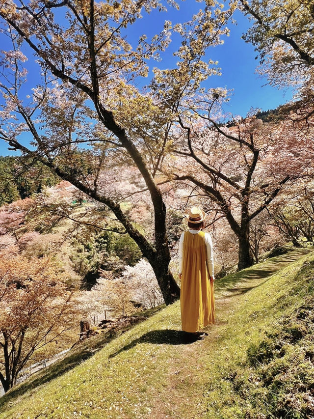 一生に一度は訪れたい‼️奈良・吉野山の桜🌸