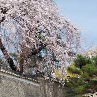 🌸【首爾春天賞花】🌸昌慶宮：百花爭鳴，感受春日生機。適合春季遊覽