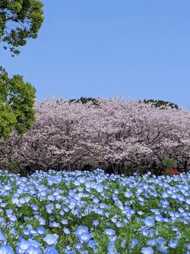 Uminonakamichi Seaside Park 