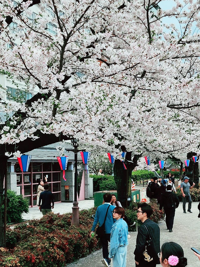 【東京】隅田公園：櫻花季節，賞櫻、參觀淺草寺和晴空塔的絕佳選擇