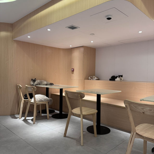 應該係香港最大既貓狗cafe🤩