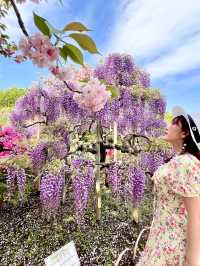 【あしかがフラワーパーク】藤の花の香りに包まれる栃木花巡りはいかが！？