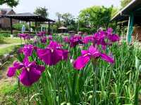เทศกาลชมดอกไม้เมืองชิริว(花じょうぶまつり)💐🪻