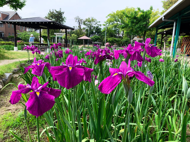 เทศกาลชมดอกไม้เมืองชิริว(花じょうぶまつり)💐🪻