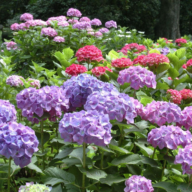 【🌿傳統典雅👘筥崎宮繡球花苑🏵️】