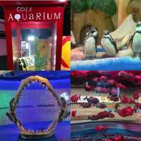 【首爾】Coex Aquarium：夢幻水之旅，方便位置