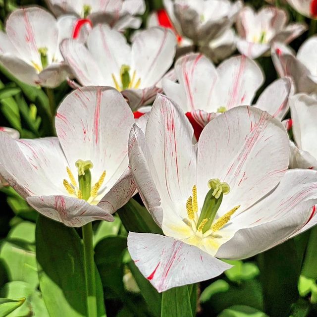 Gardens by the Bay 🌷Tulipmania🌷