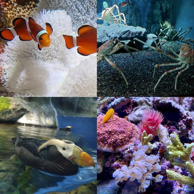 【大阪】日本最大水族館，必去景點