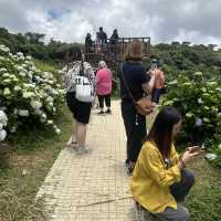 新北萬里｜2024年 5月花季開始➿高家繡球花第三園區