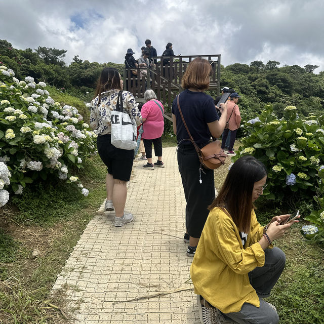 新北萬里｜2024年 5月花季開始➿高家繡球花第三園區