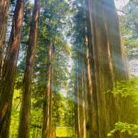 【長野県/荘厳な雰囲気のある樹齢約400年以上の杉並木🌲に木漏れ日が差し込む美しい風景✨】