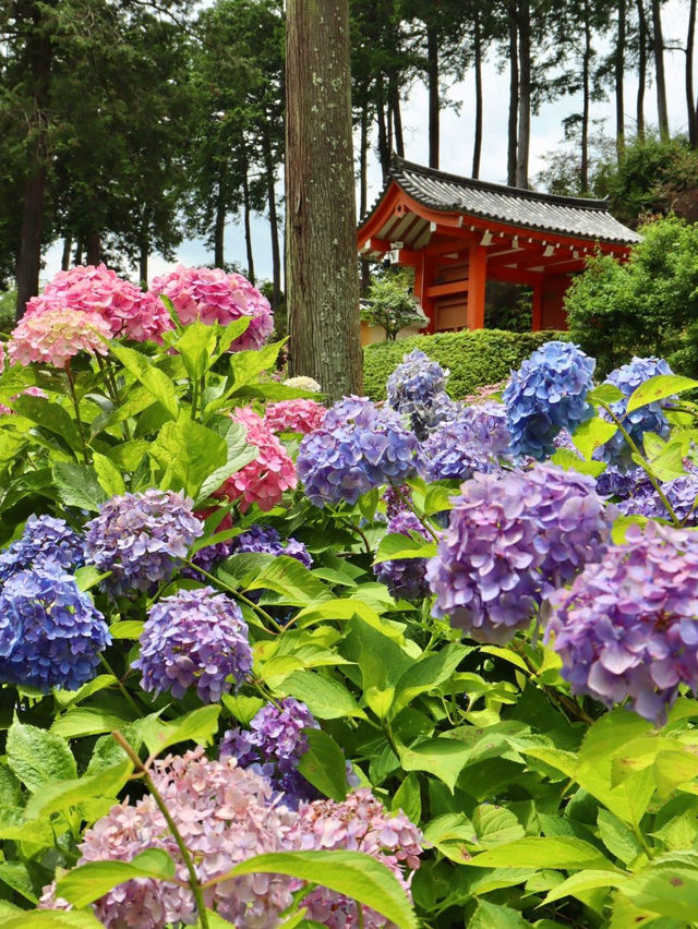 【京都】2万50種のあじさいを鑑賞できるあじさい寺