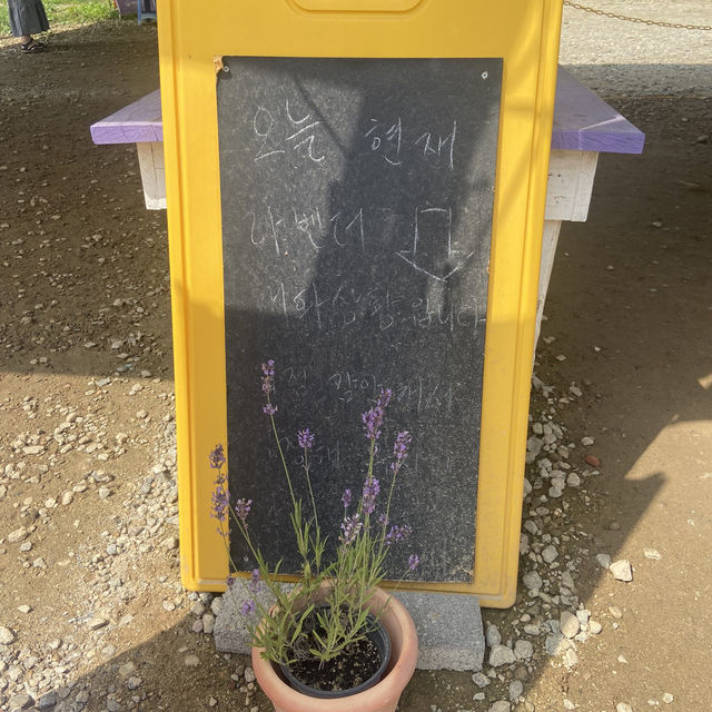 강원도 보라빛 여름여행💜 하늬 라벤더팜
