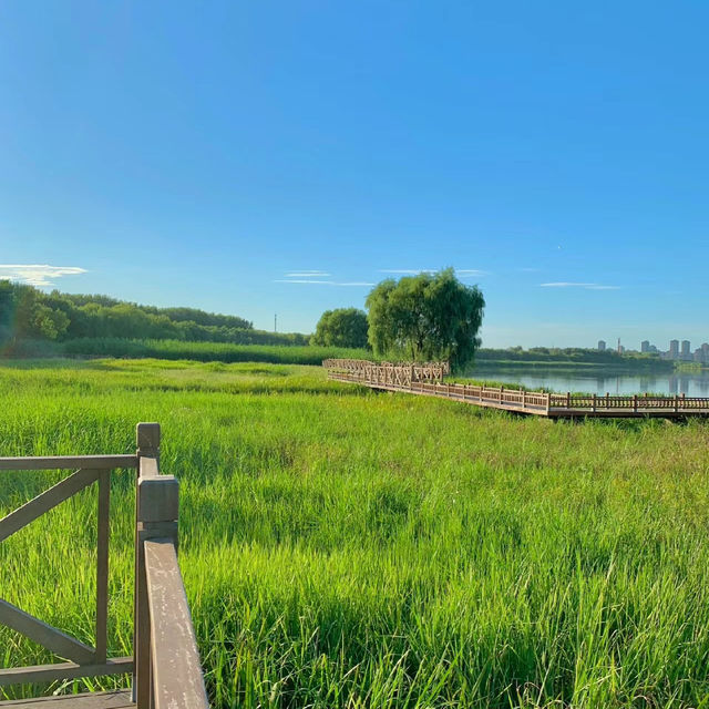 「湖畔美景，春日遊」洋湖濕地公園