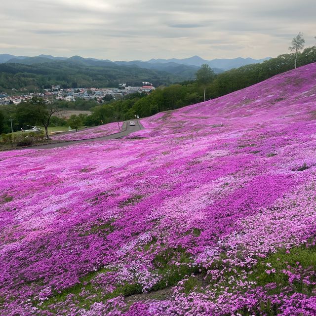 Hokkaido 🌸Higashimokoto Shibazakura