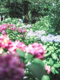 【東京】紫陽花おすすめスポット3選𓂃 𓈒𓏸❁⃘
