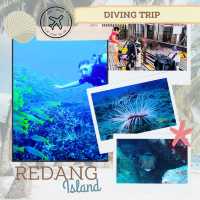 Diving adventure: Redang Island, Trengganu 🇲🇾