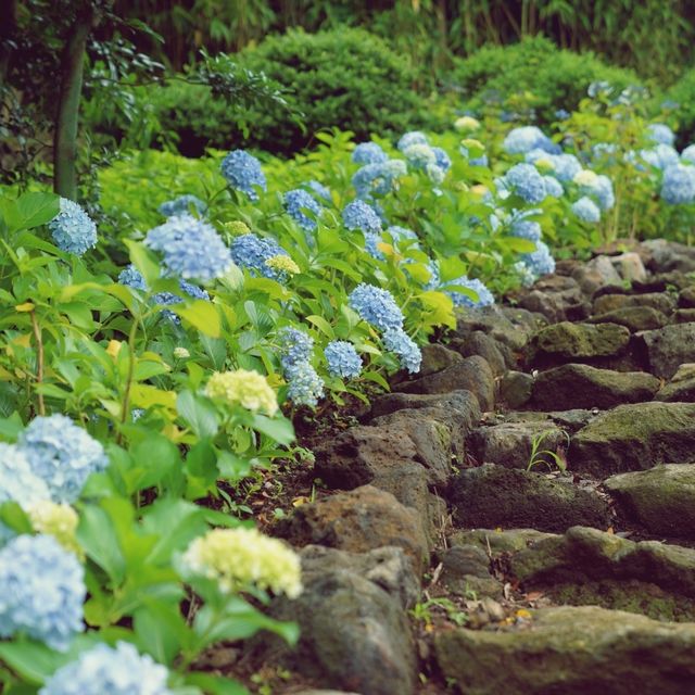 🌳 제주도 힐링 핫플~ 가시림 수목원!