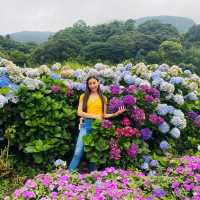 with beautiful flowers near the mountains❤️
