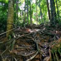 Adventurous jungle trekking at Gunung Lambak, Kluang