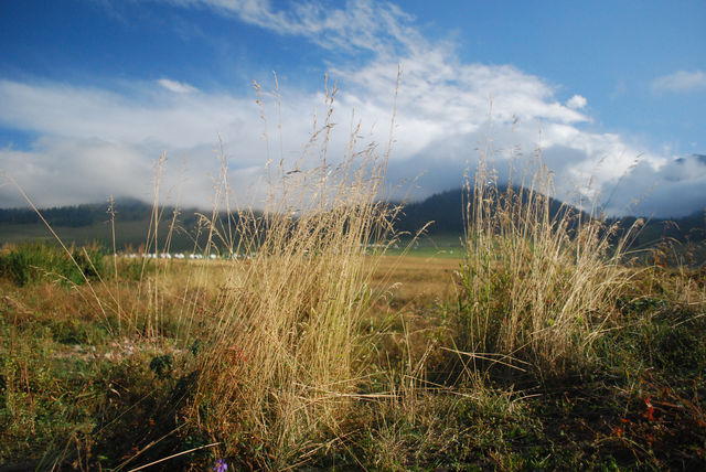 Step into the Heavenly Sky Grassland