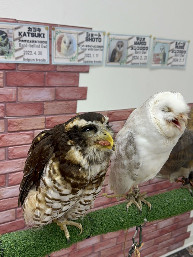 新宿貓頭鷹咖啡廳🦉，超過10隻貓頭鷹🦉等你來！