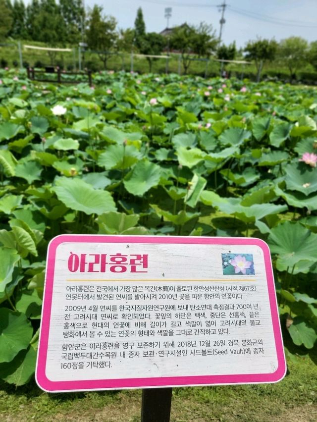 지금부터 쭉예쁠 함안연꽃테마파크