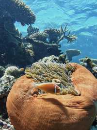 Diving at port Douglas 