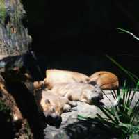 新加坡動物園：熱帶雨林奇幻之旅