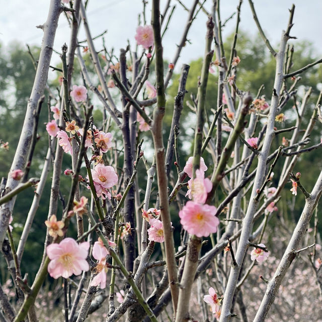深圳福田梅園-梅花品種豐富,交通方便,影相打咭好地方|Trip.com 深圳