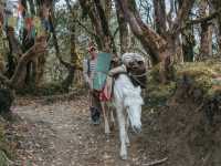 Day 3 Mardi Himal (Low Camp - High Camp)