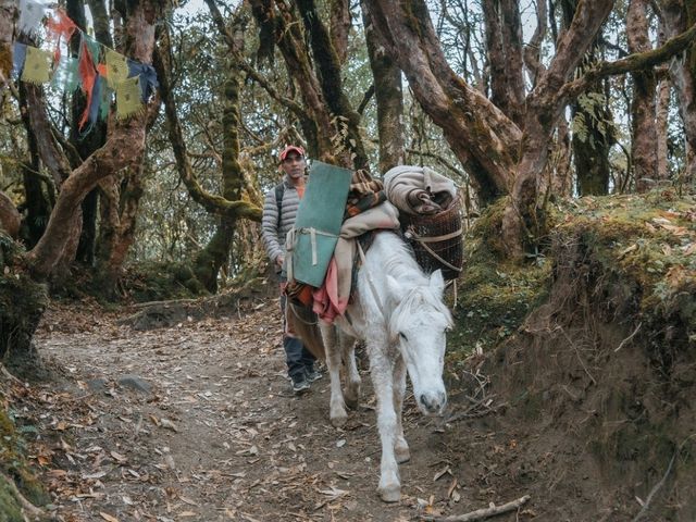 Day 3 Mardi Himal (Low Camp - High Camp)