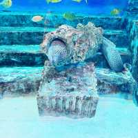 【首爾親子遊】Coex水族館：色彩繽紛海洋生物，100種旅行方式
