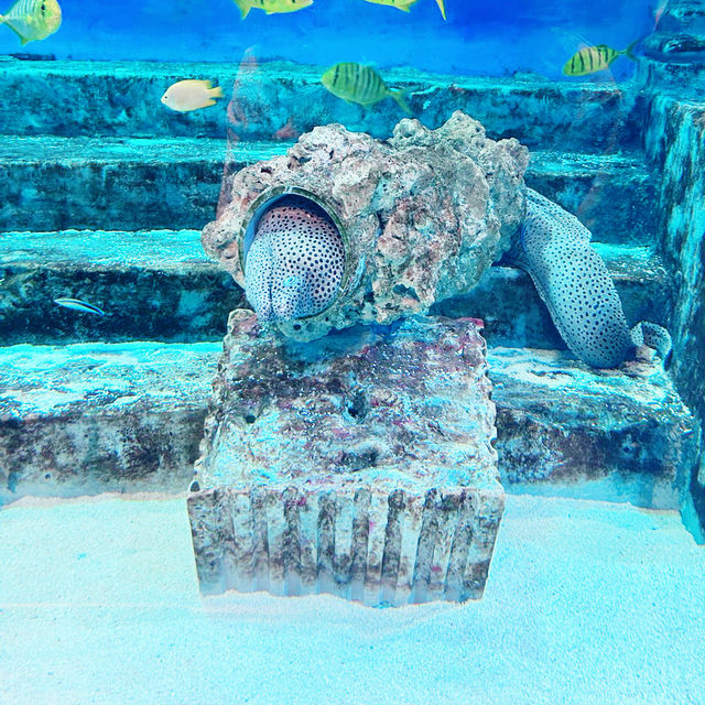【首爾親子遊】Coex水族館：色彩繽紛海洋生物，100種旅行方式