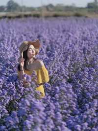 I Love Flower Farm สวนดอกไม้เชียงใหม่