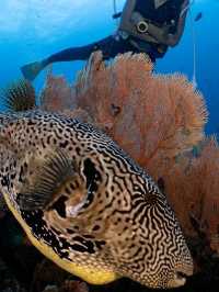 **🌊 Dive into Paradise: Scuba Diving in Phi Phi Island 🇹🇭**