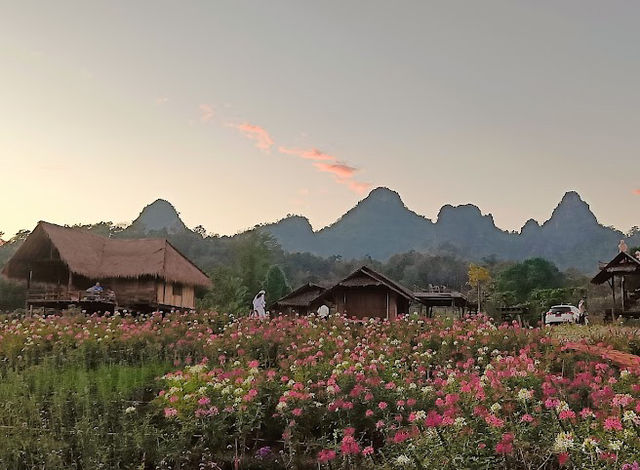  📍ไร่ภูผาหมวก อ.เชียงดาว จ.เชียงใหม่