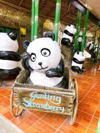 Flowers in Bloom at Genting Strawberry Leisure Farm