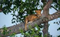 5 Day Tanzania Wildlife Safari Explore Serengeti, Ngorongoro Crater Lake Manyara and Tarangire